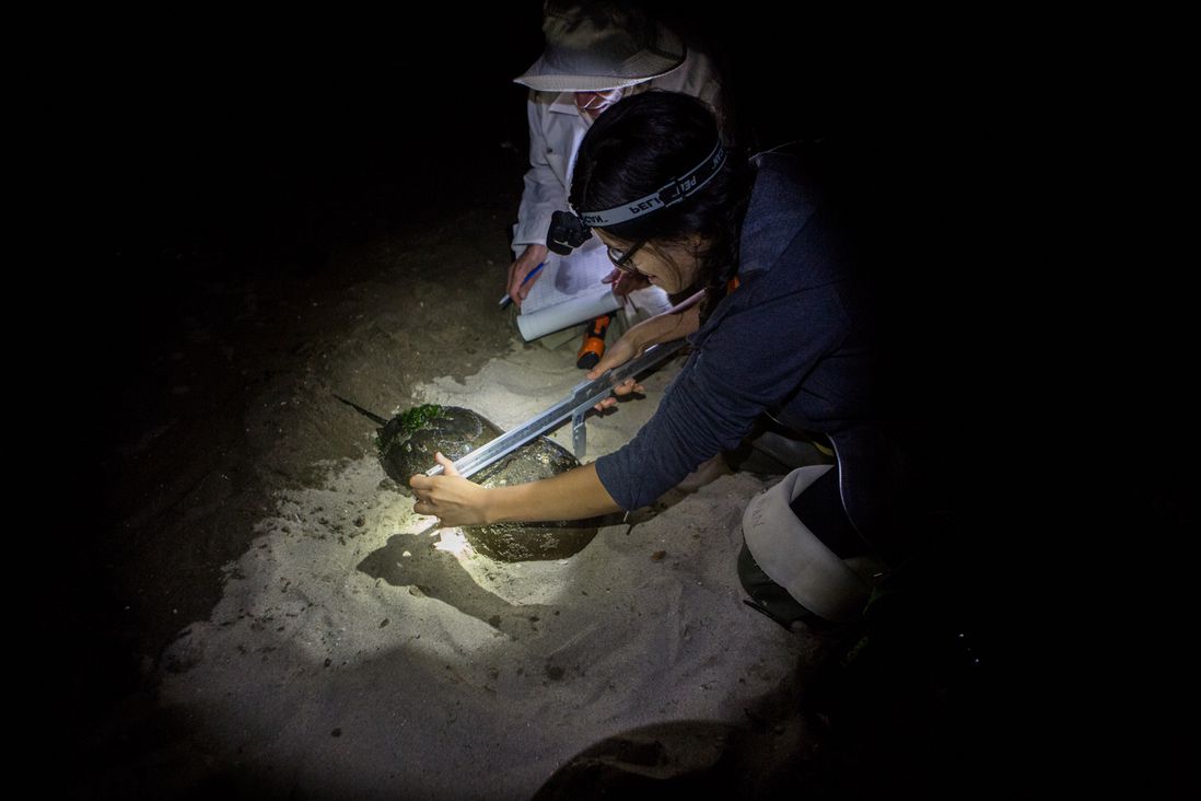 Nadya Ali measures two mating horseshoe crabs.</br>